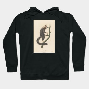 Common marmoset Hoodie